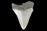 Juvenile Megalodon Tooth - North Carolina #147730-1